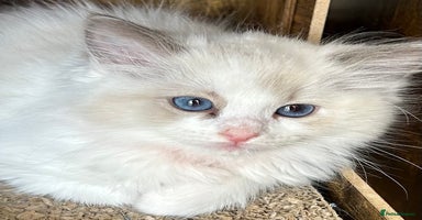 Ragdoll cats - Advert 10