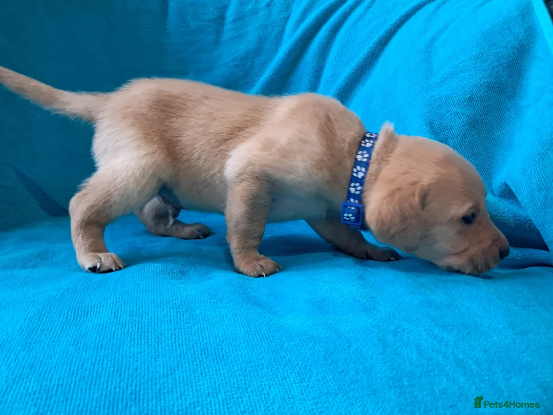 Labrador Retriever dogs for sale: Labrador Puppies - Advert 23