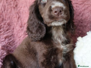 Cocker Spaniel dogs Championline Cocker Spaniel - LAST ONE LEFT - Advert 18