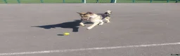 German Shepherd dogs for sale: Male German shepherd  in Leigh - Advert 3