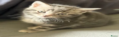 Mixed Breed Kitten 4