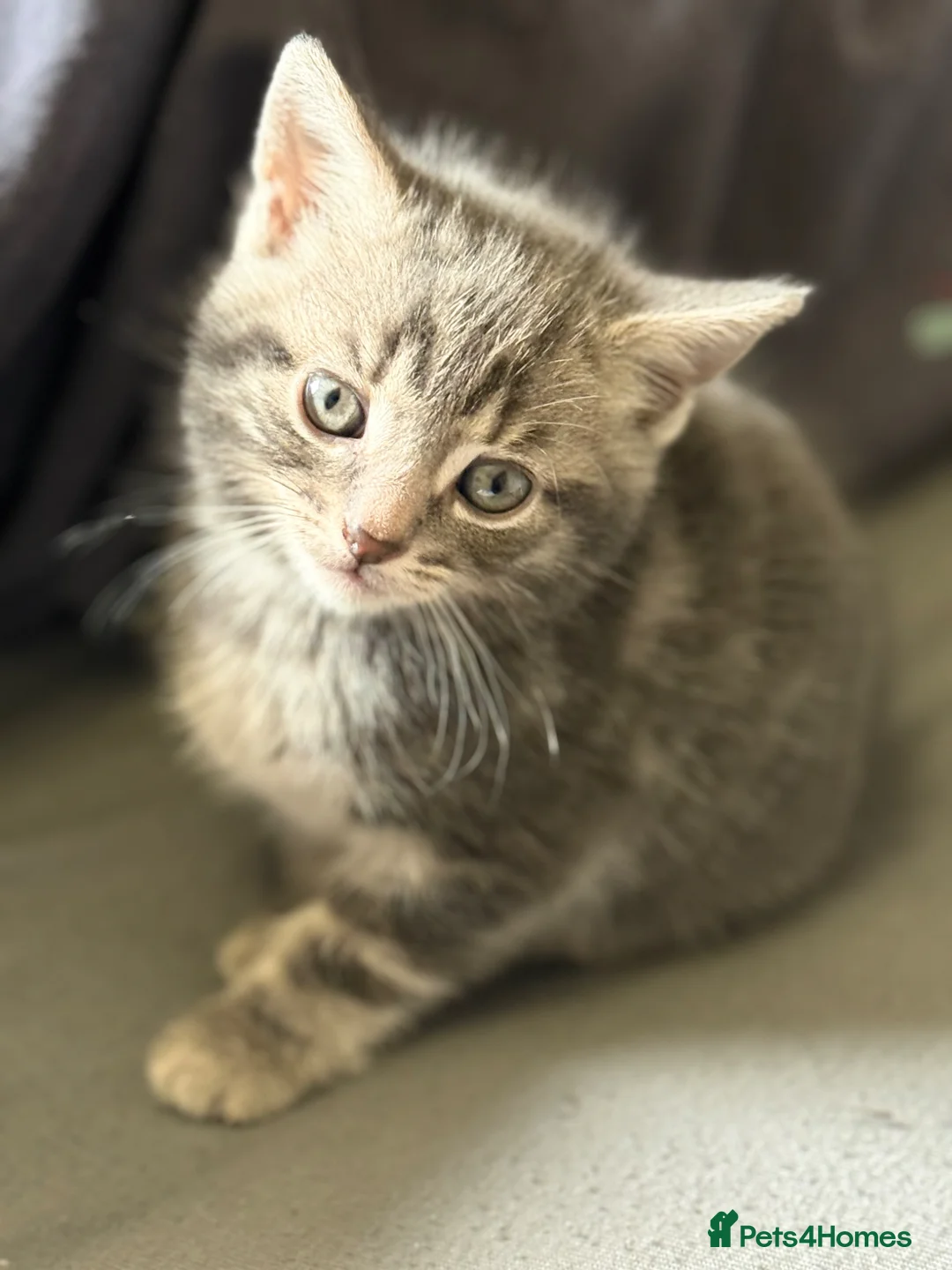 Mixed Breed cats for sale: Gorgeous kitten looking for a new loving home in Kirkcaldy - Advert 14