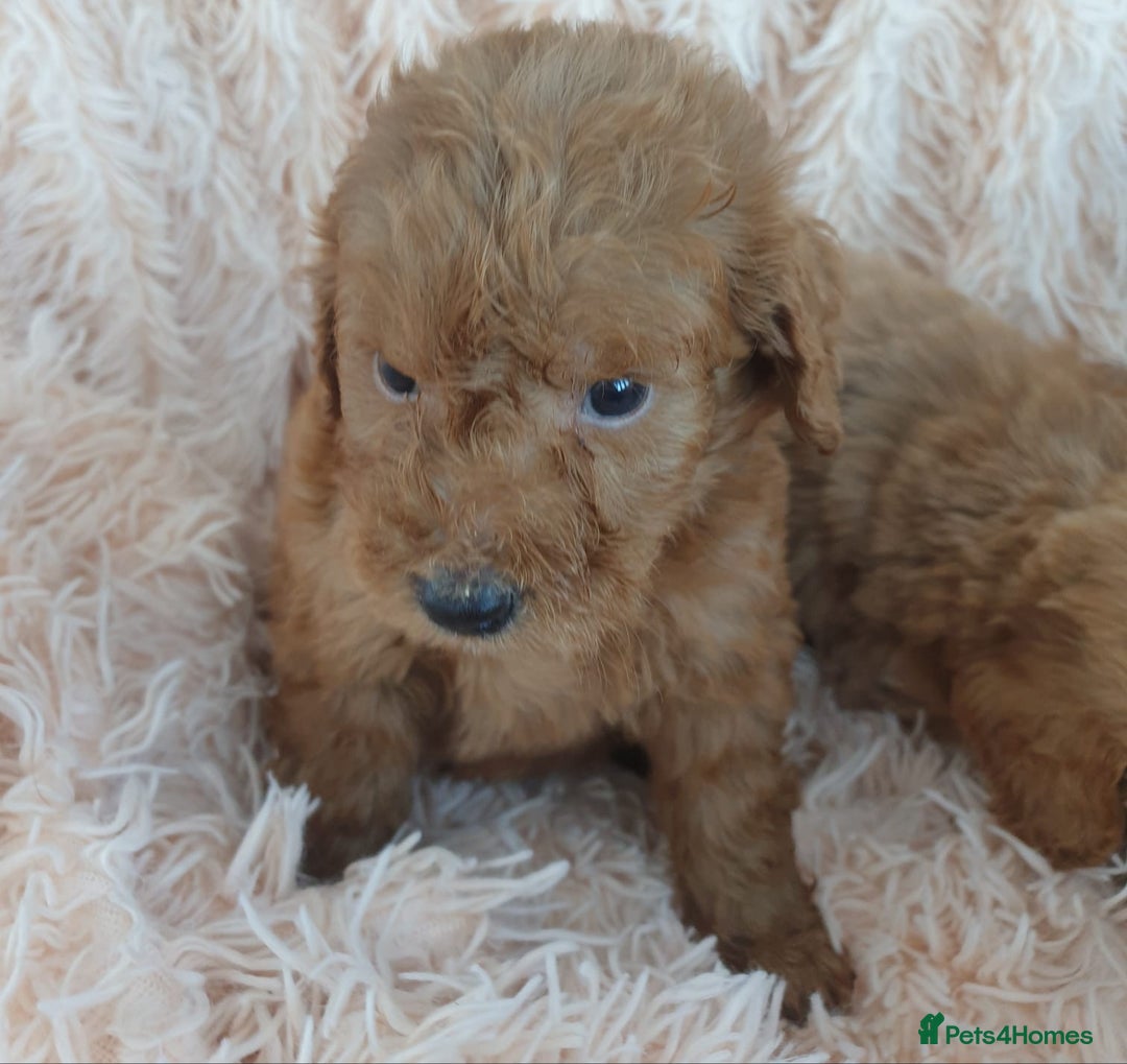 Cockapoo dogs for sale: Cockapoo Puppies PRA UNAFFECTED  - Image 2
