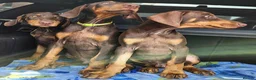 Dobermann dogs for sale: 💝🐾 Ready Now Chunky KC Registered pups 🐾 💝 - Advert 11