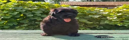 Russian Black Terrier dogs for sale: Black Russian Terrier  - Advert 6