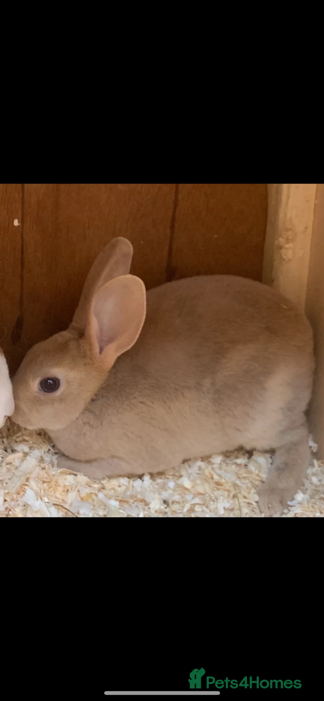 Rex rabbits for sale: Gorgeous Mini Rex doe girl in Canterbury - Advert 3