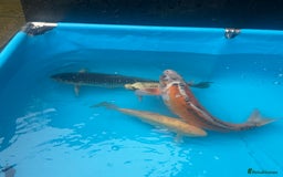 Koi Carp fish for sale: Koi rehoming - Image 5