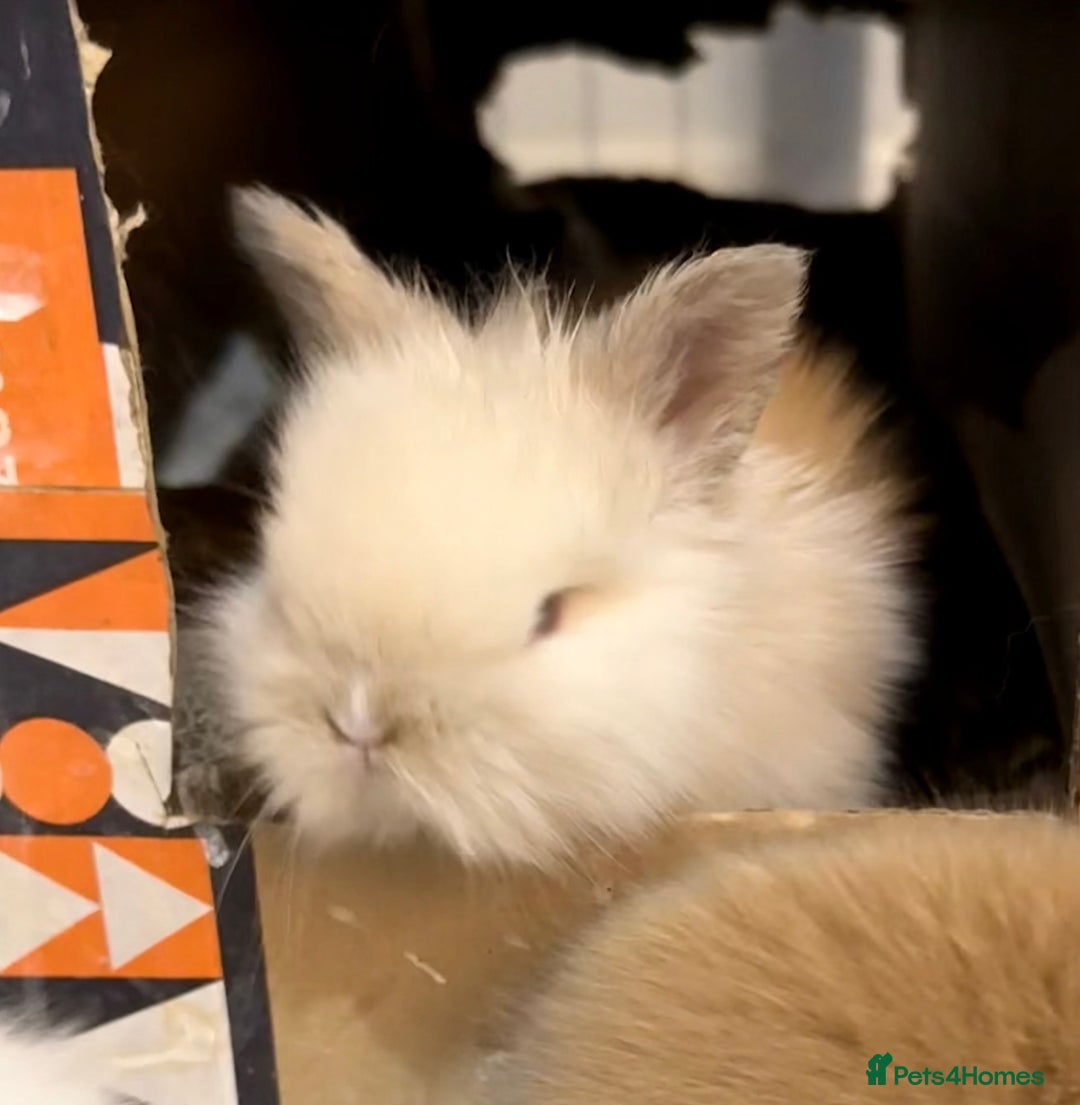 Lionhead rabbits for sale: 11 Double Maned Lionhead Babies For Sale - Advert 18