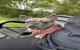 French Bulldog dogs for sale: Dolly - Image 5