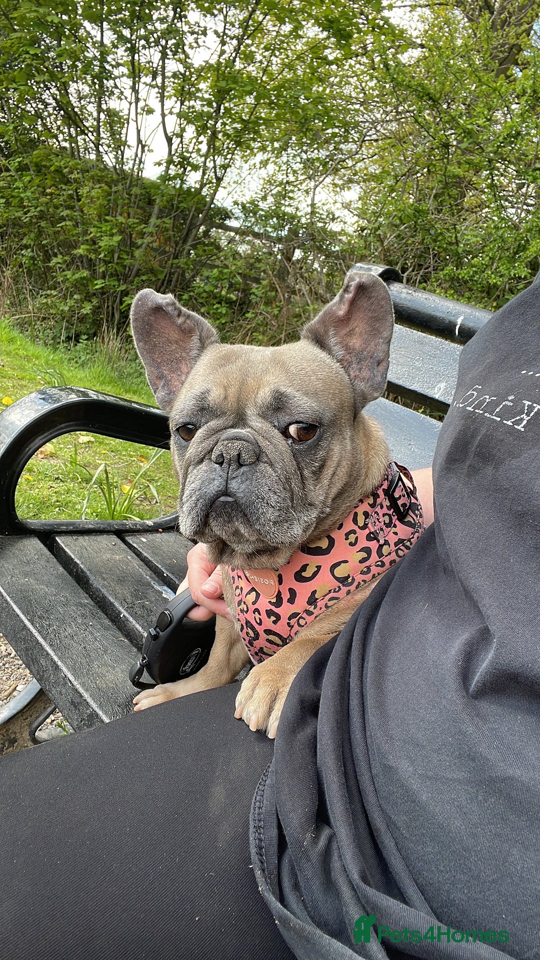 French Bulldog dogs for sale: Dolly - Image 5
