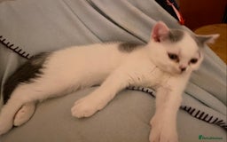 British Shorthair cats for sale: Fabulous mini Dad boy! GCCF IGrCh, GrCh & Ch lines - Image 8