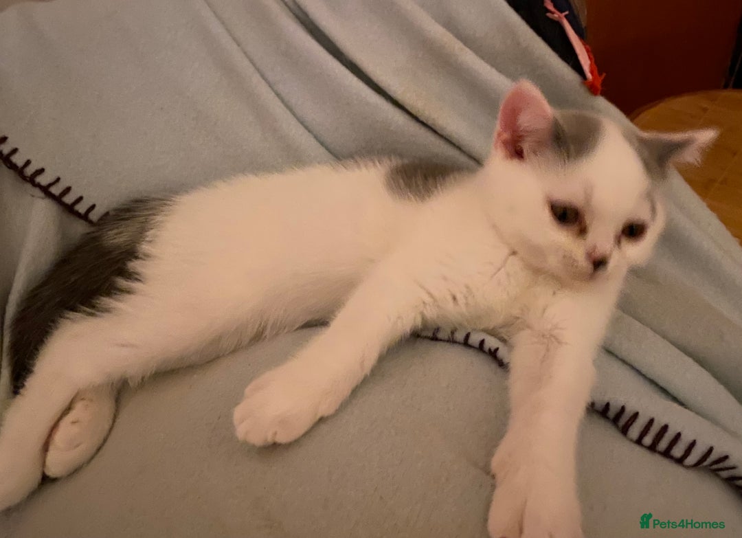 British Shorthair cats for sale: Fabulous mini Dad boy! GCCF IGrCh, GrCh & Ch lines - Image 8