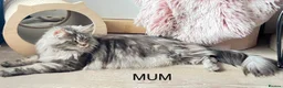 Maine Coon cats for sale: TICA EXCEPTIONAL GIANT & GENTLE MAINE COON KITTENS in Greenford - Advert 4
