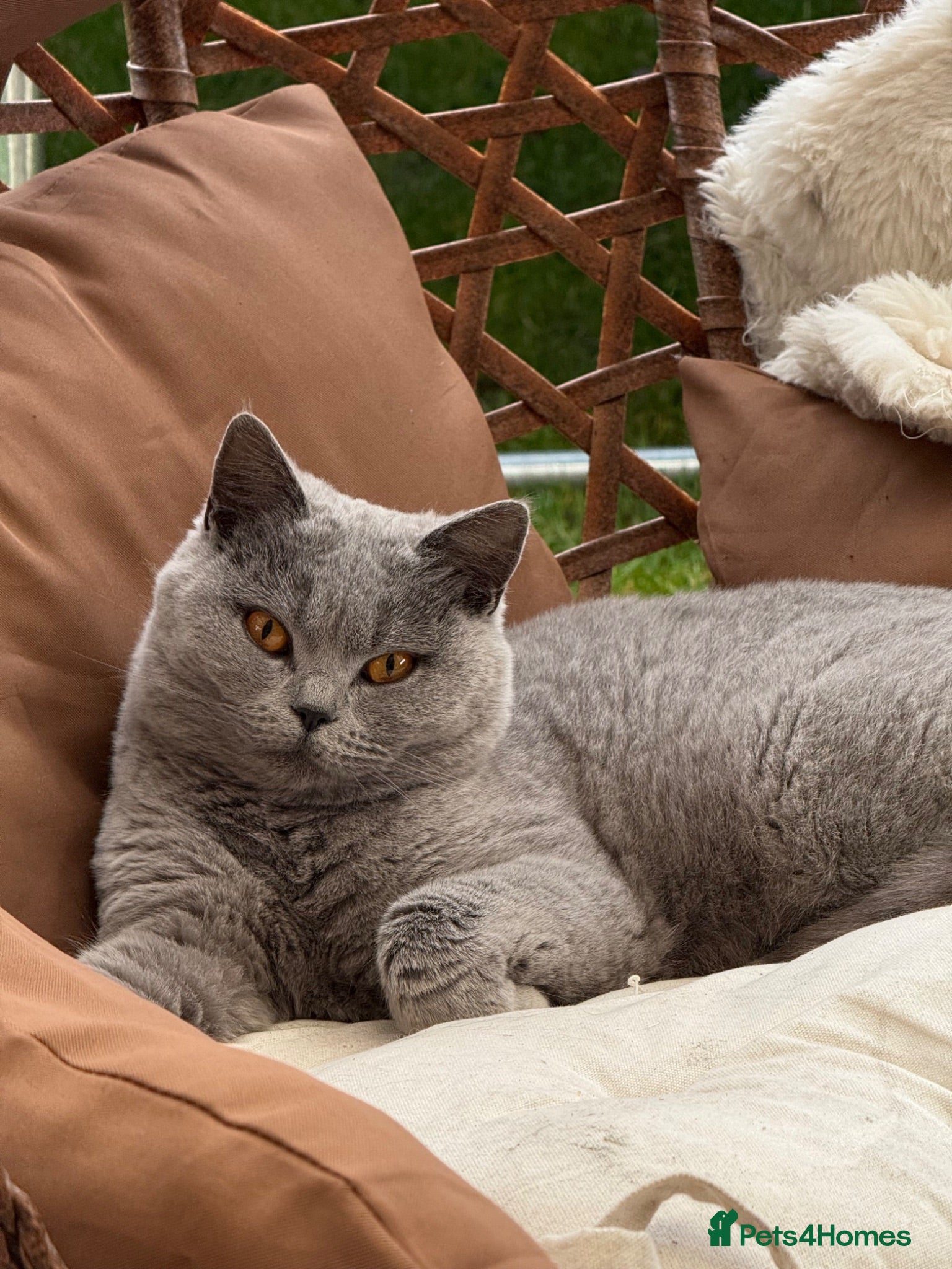 Mixed Breed cats Adorable Mixed Breed Kittens Ready For New Homes - Advert 5