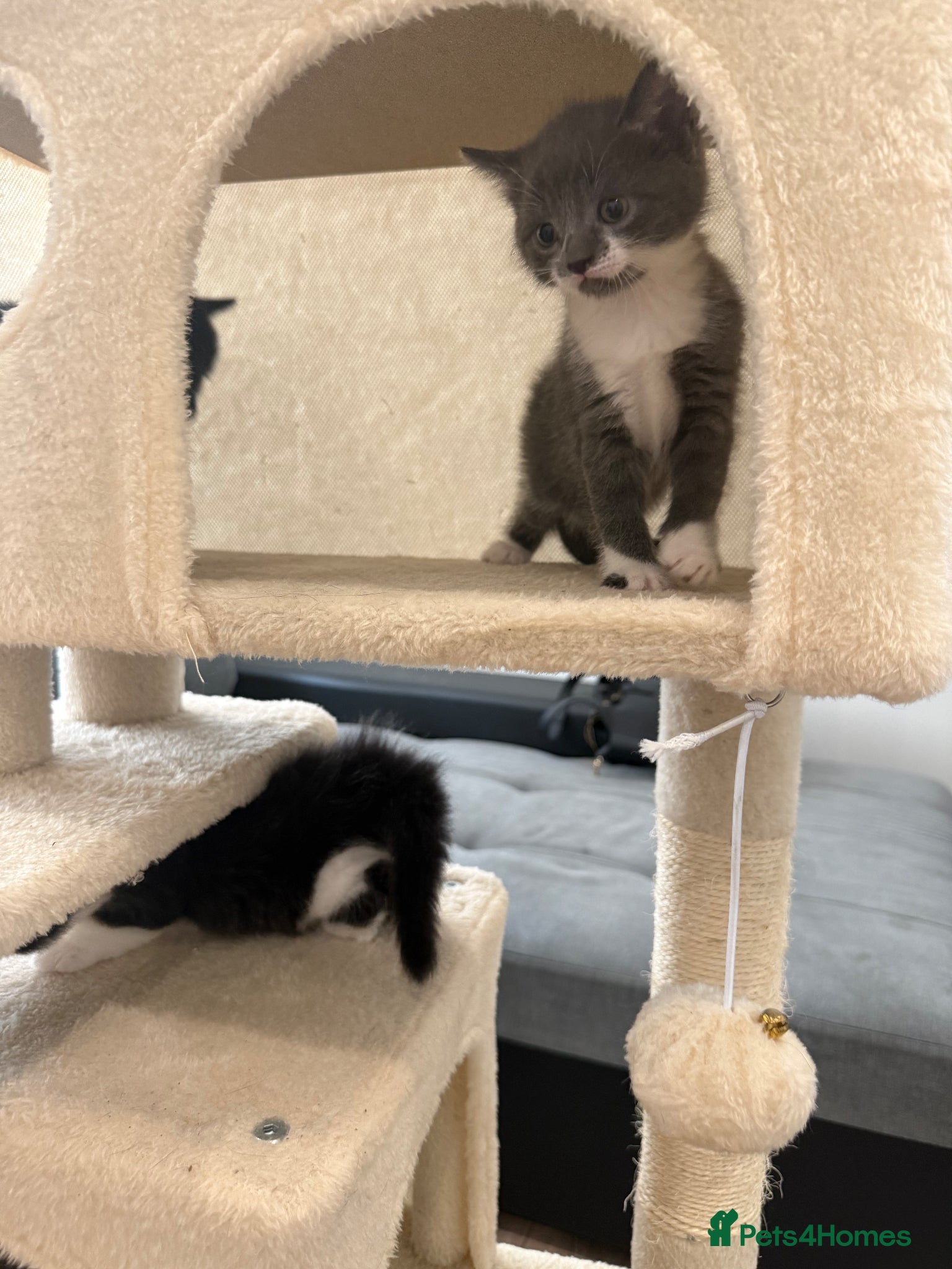 British Shorthair cats for sale: Beautiful mixed breed kittens  in Loughton - Advert 11