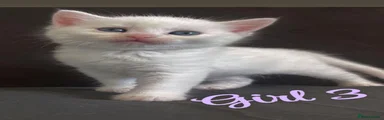 Turkish Angora 3