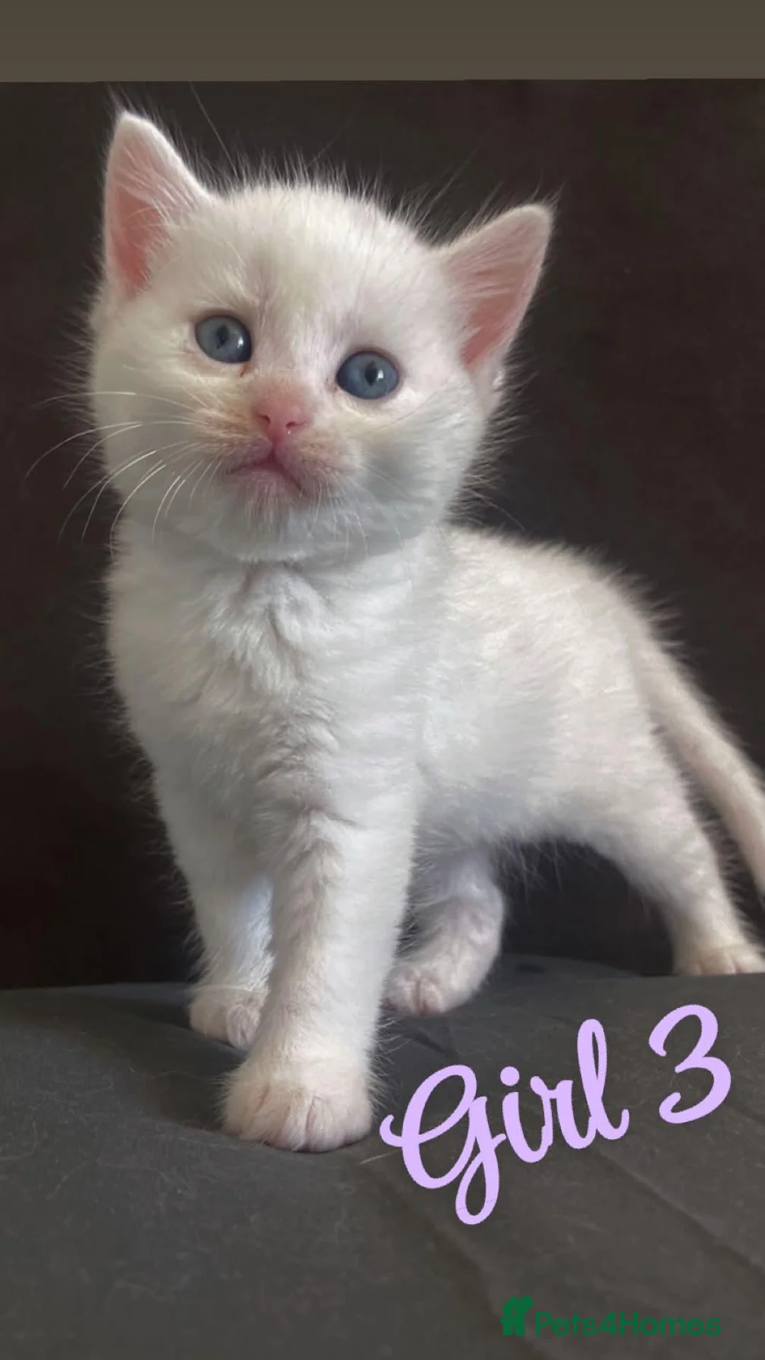 Mixed Breed cats for sale: RARE TURKISH ANGORA KITTENS - Advert 2