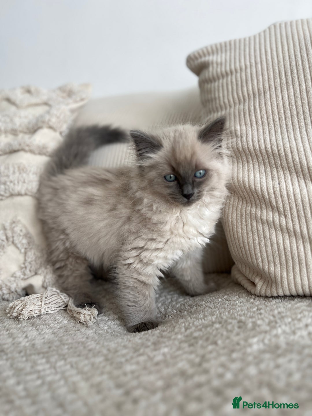 Ragdoll cats for sale: Gorgeous Ragdoll Kittens- 20 weeks old, Ready Now! - Image 5