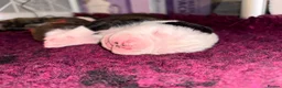 Alapaha Blue Blood Bulldog dogs for sale: Alapaha blue blood bulldogs  in Gloucester - Advert 6