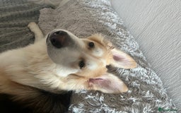 German Shepherd dogs for sale: long haired white sable boy  in Porthcawl - Image 8