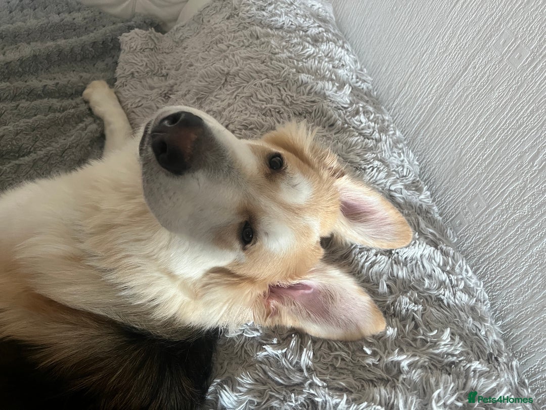 German Shepherd dogs for sale: long haired white sable boy  in Porthcawl - Image 8