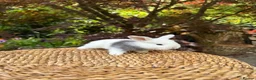 Mini Lop rabbits for sale: Friendly Harlequin Mini Lop Bunnies - Advert 3