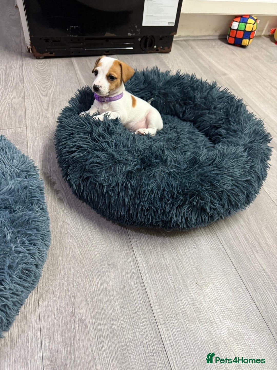 Jack Russell dogs for sale: 8 Week Old Jack Russel Puppies  - Advert 12