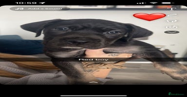 Cane Corso dogs - Advert 2