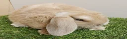 Mini Lop rabbits for sale: Vaccinated RHVD2 with Yuravac.  Baby Mini Lops - Advert 4