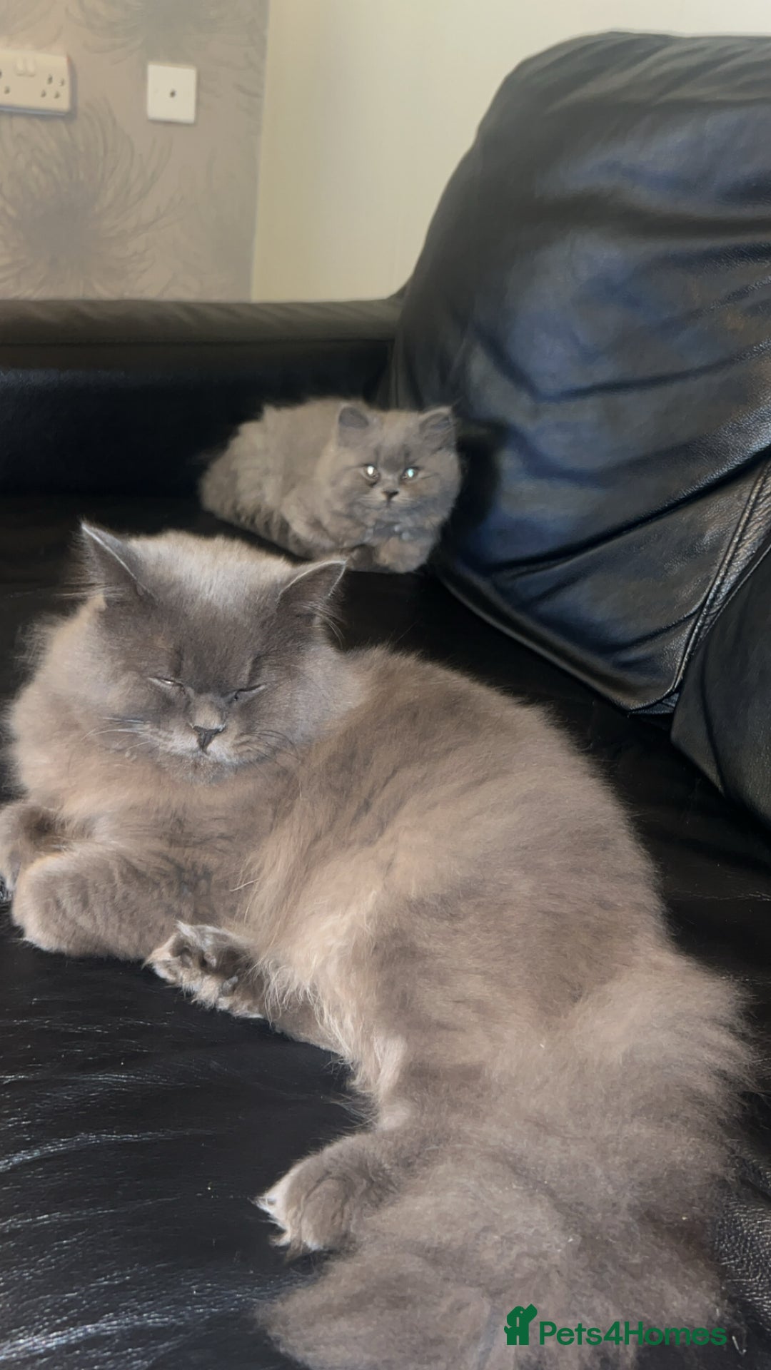 British Longhair cats for sale: British long hair x short hair  - Image 7