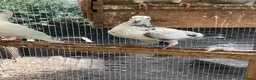 Pigeons birds for sale: Fancy pigeons - Rollers, high flyers and racers - Advert 5