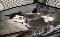 Snowshoe cats for sale: Snowshoe X kittens  - Advert 3