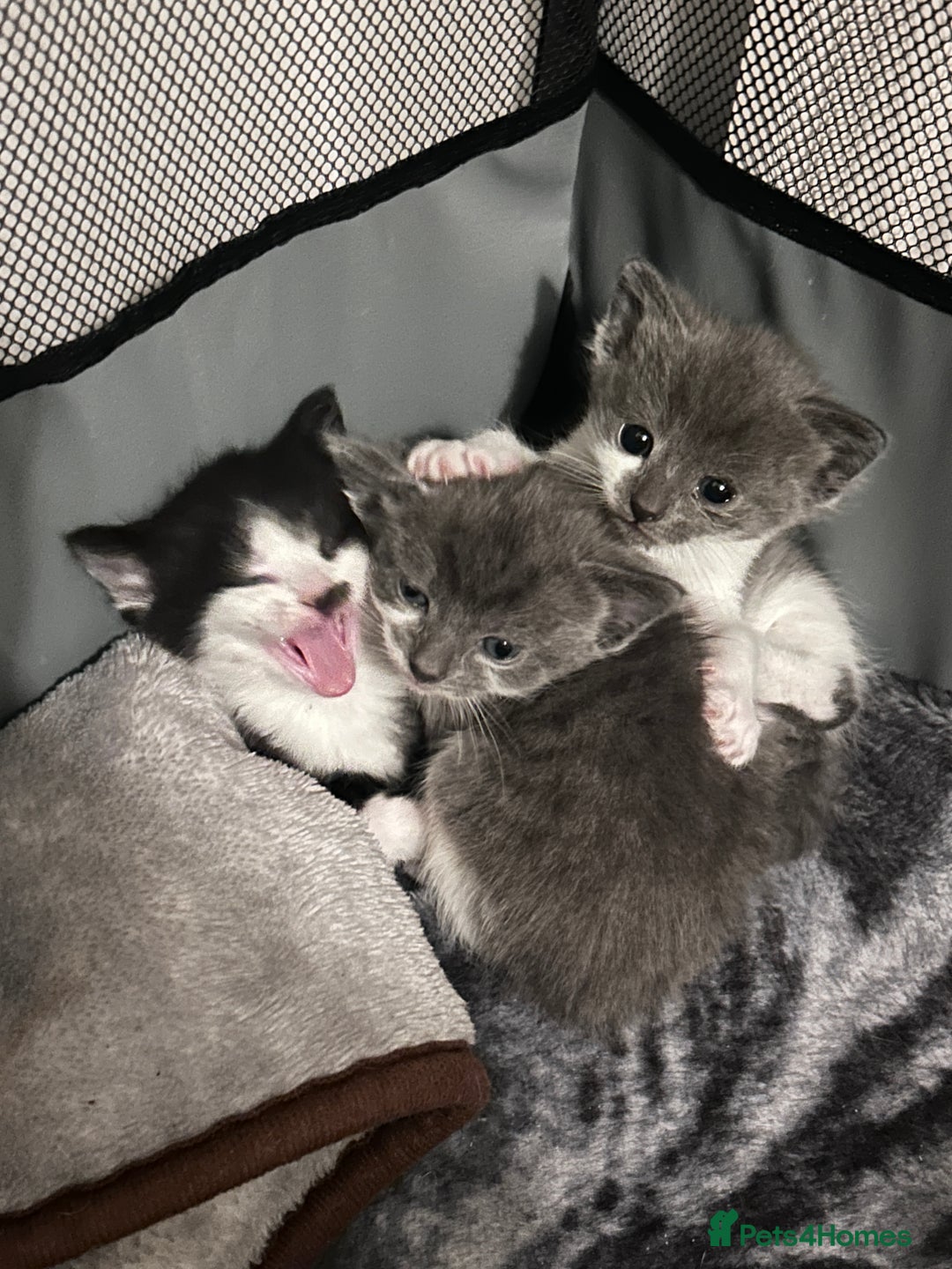 Snowshoe cats for sale: Snowshoe X kittens  - Advert 3