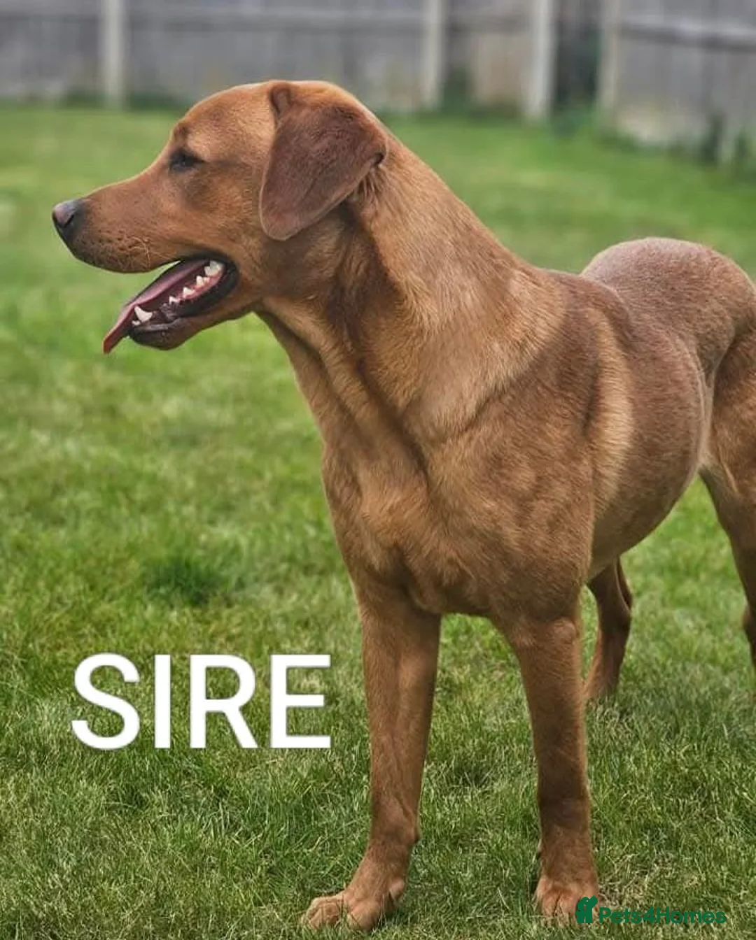 Labrador Retriever dogs for sale: Working Labrador puppies, Gun dog Mather  - Advert 17