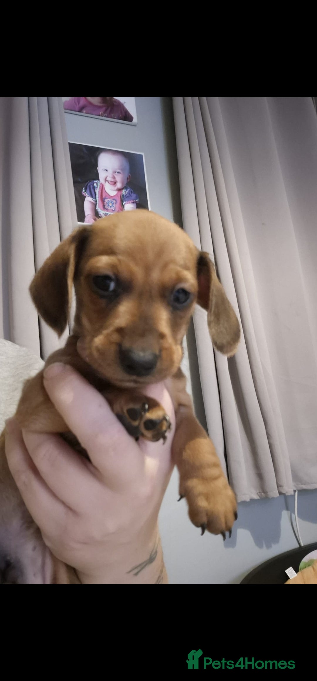 Miniature Dachshund dogs for sale: Male and female miniature dachshund  - Image 1