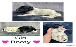Mixed Breed dogs for sale:  Fab❤️Ttoodle Tibetan terrier x Miniature Poodle - Image 13