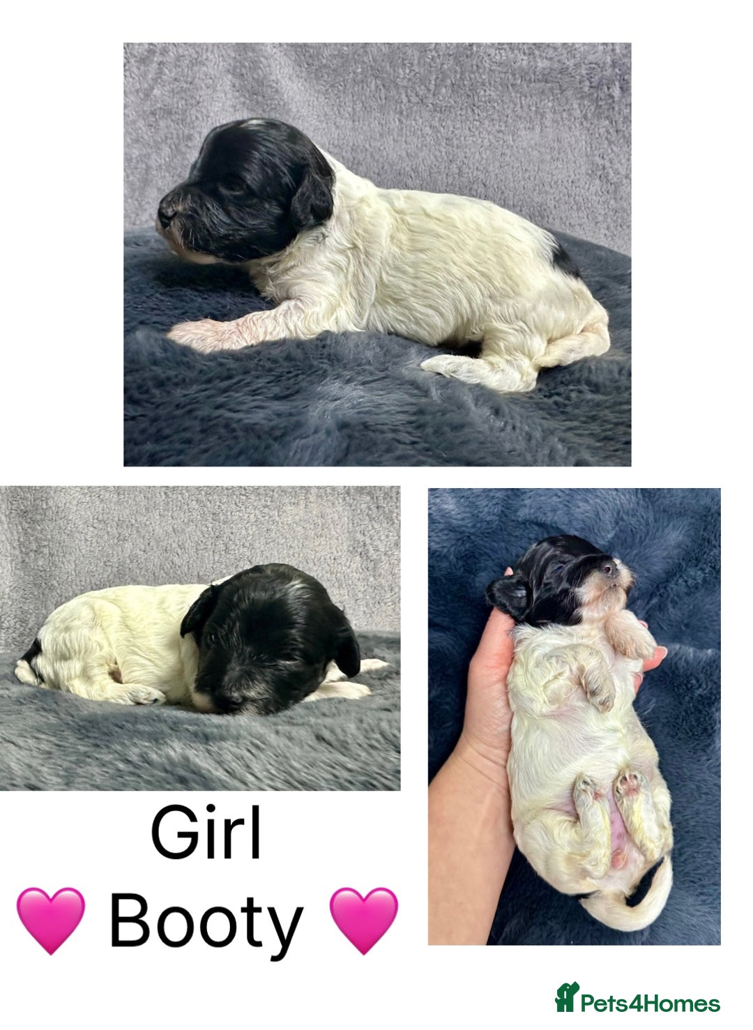 Mixed Breed dogs for sale:  Fab❤️Ttoodle Tibetan terrier x Miniature Poodle - Image 13