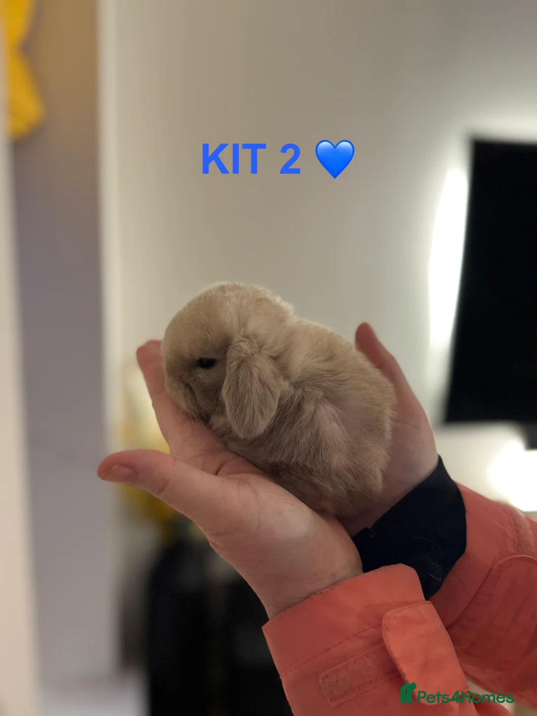 Mini Lop rabbits for sale: Purebred mini lop rabbits  - Advert 5