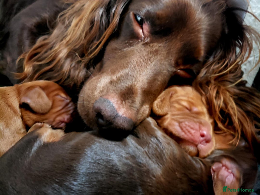 Cocker Spaniel dogs for sale: Working Cocker Spaniel, KC - Advert 3