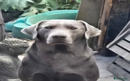 Labrador Retriever dogs for sale: Labrador - Image 1