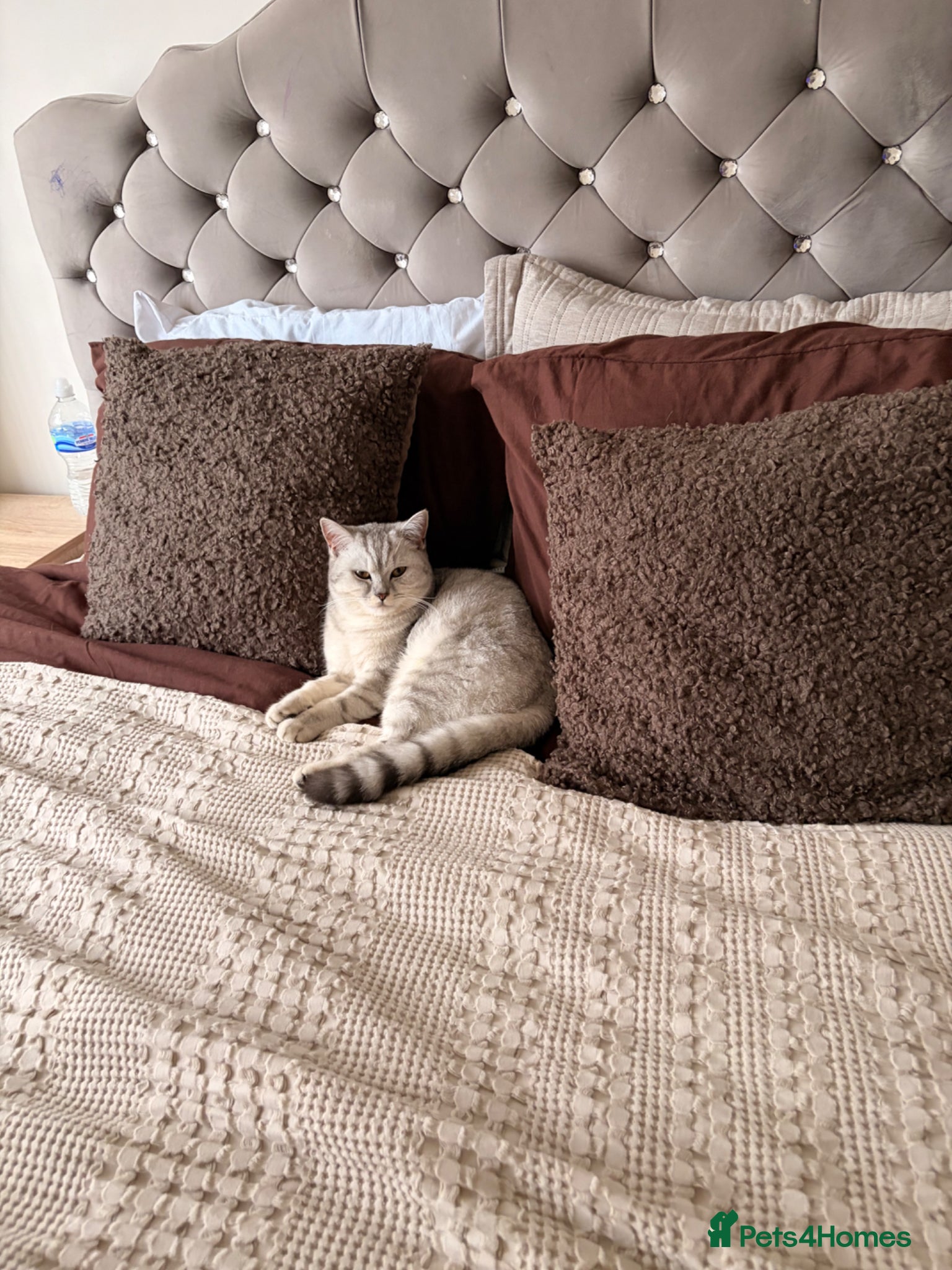 British Shorthair cats British short hair bloodline champion  - Advert 1