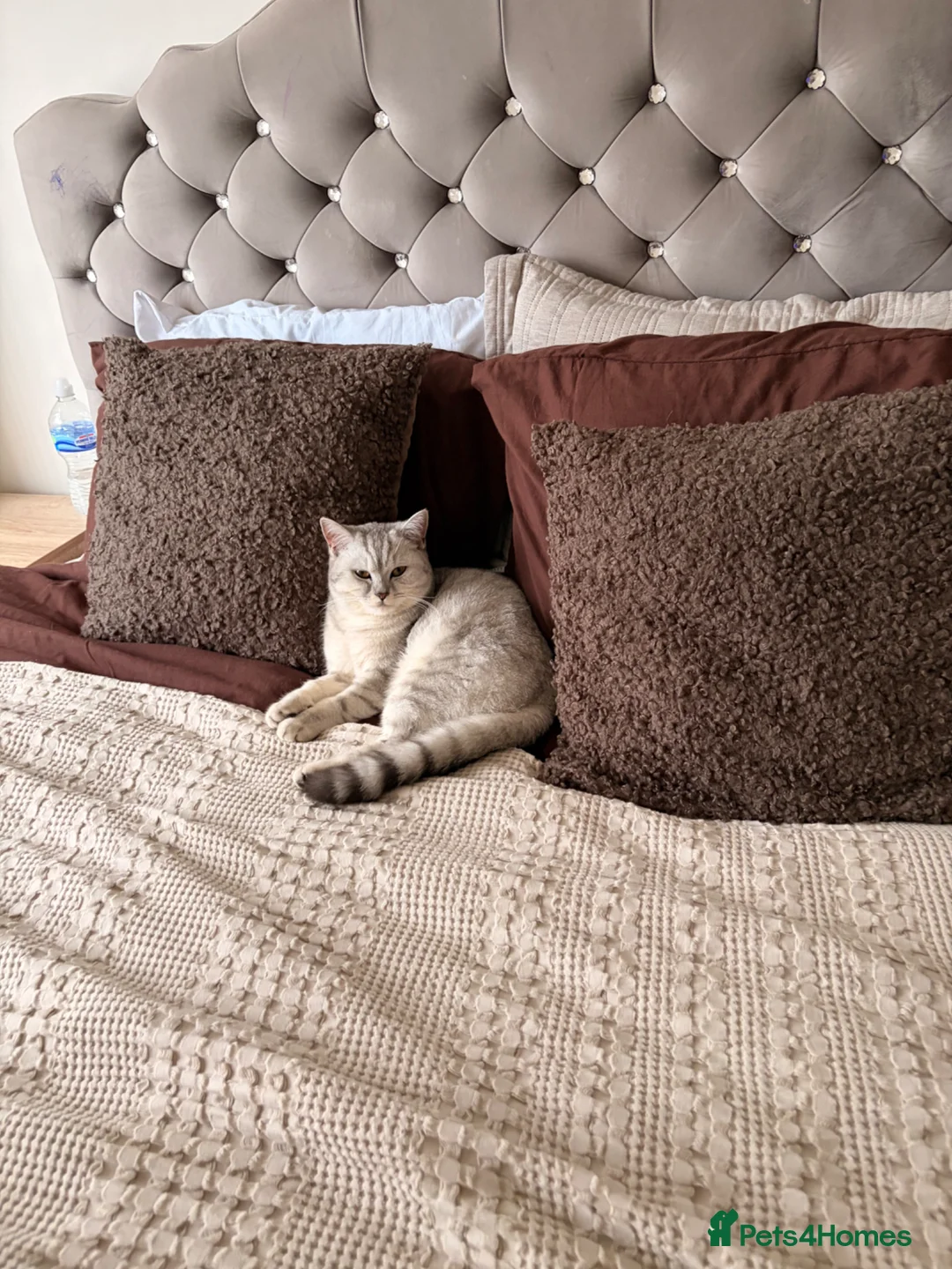 British Shorthair cats for sale: British short hair bloodline champion  - Advert 1