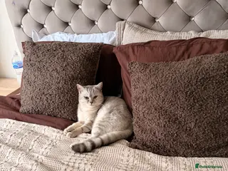 British Shorthair cats British short hair bloodline champion - Advert 1