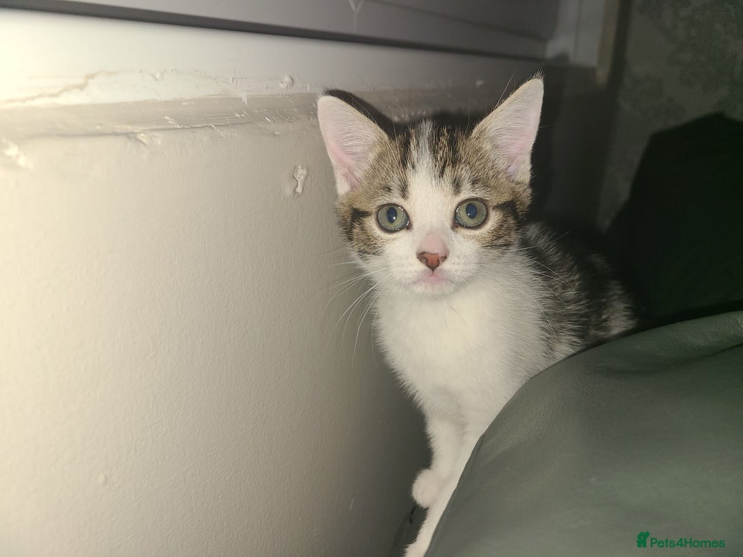 Mixed Breed cats for sale: Lilac & gold kittens  - Advert 10