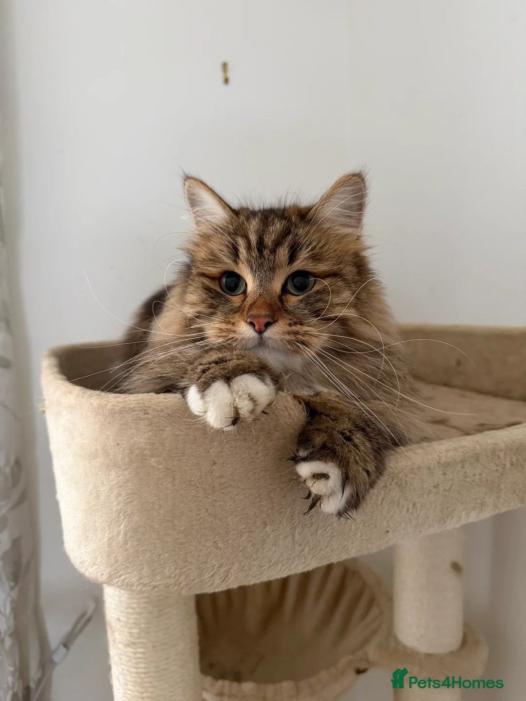 Siberian cats for sale: Retired show queen - Advert 2