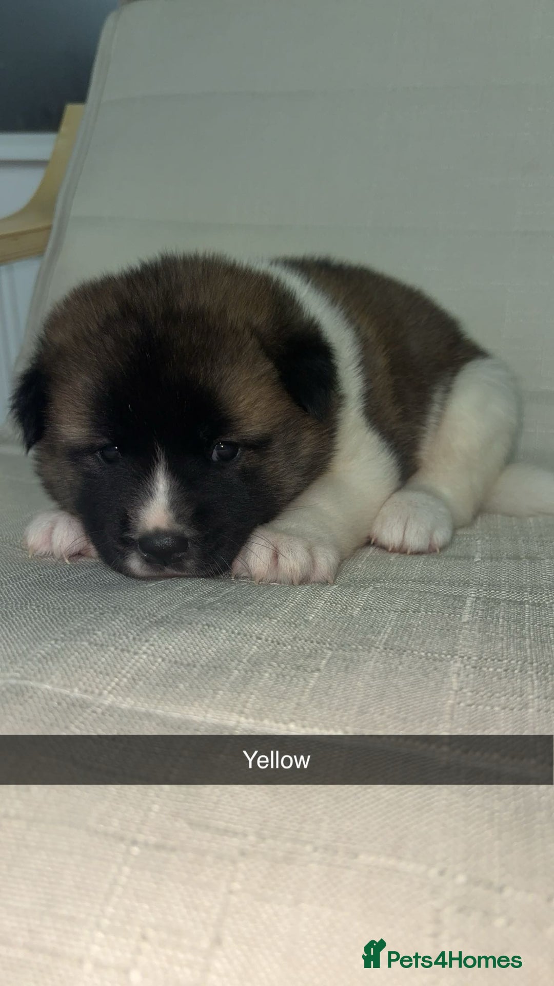 Mixed Breed dogs for sale: 3/4 American Akita x Husky  - Advert 8