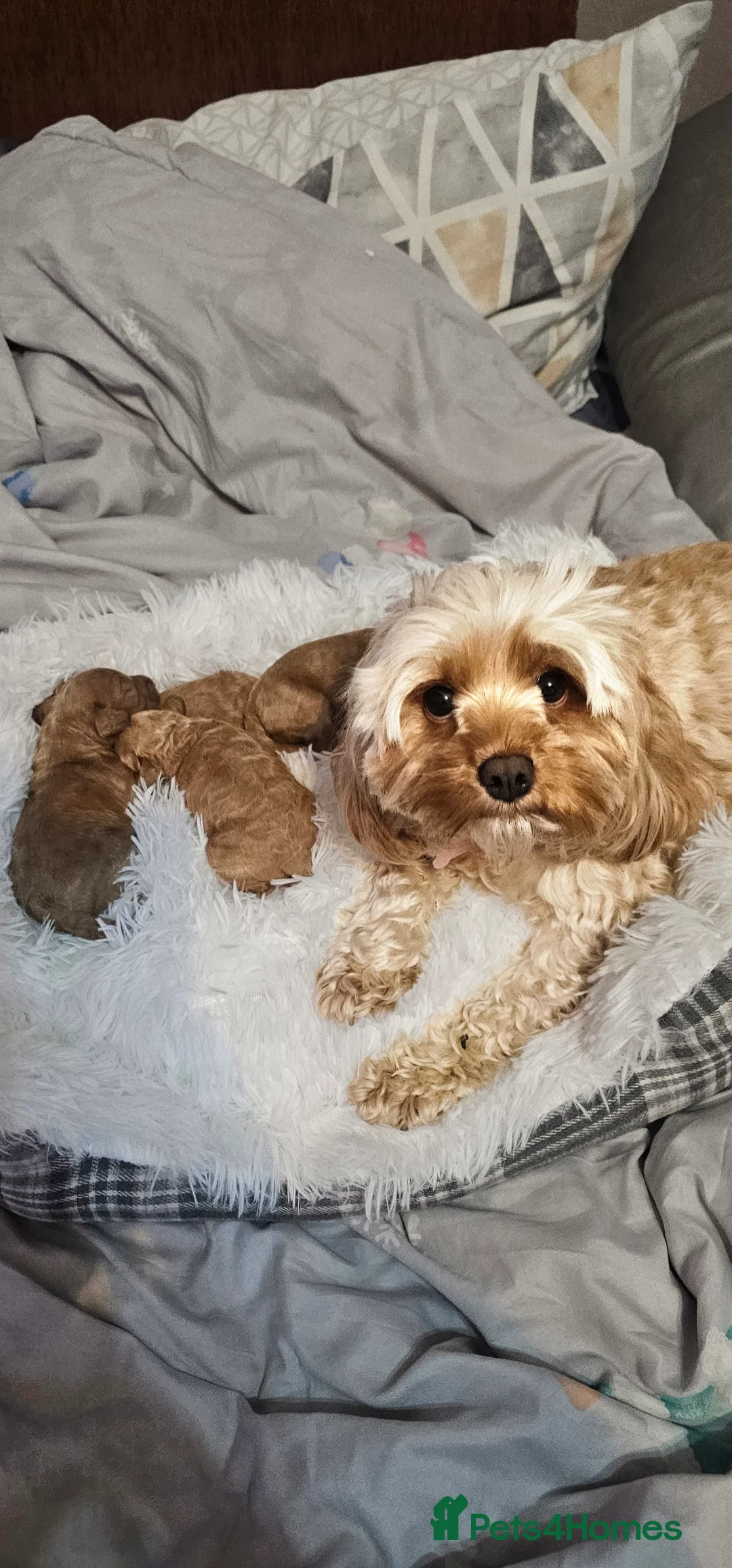 Cavapoo dogs for sale: Cavapoo for sale - Advert 13