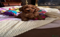 Toy Poodle dogs for sale: One of a kind deep red toy poodle boy - Image 14