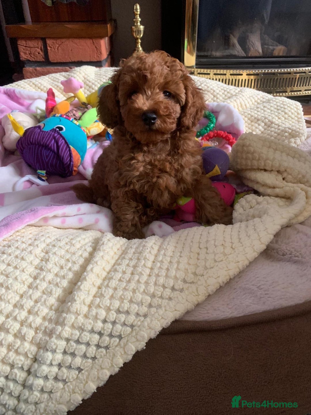 Toy Poodle dogs for sale: One of a kind deep red toy poodle boy - Image 14