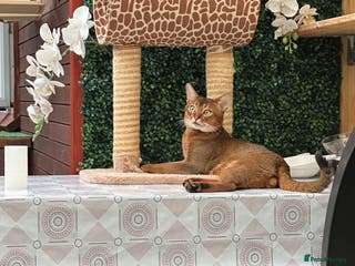 Abyssinian cats Champion line Aby boy for stud in Romford - Advert 2